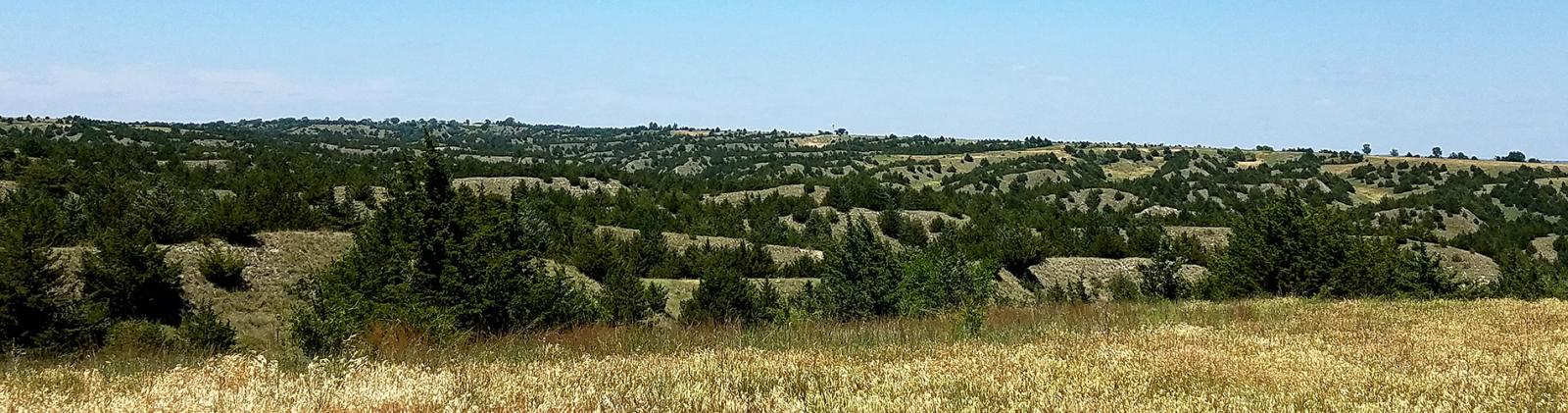 Photo of valley with redcedar