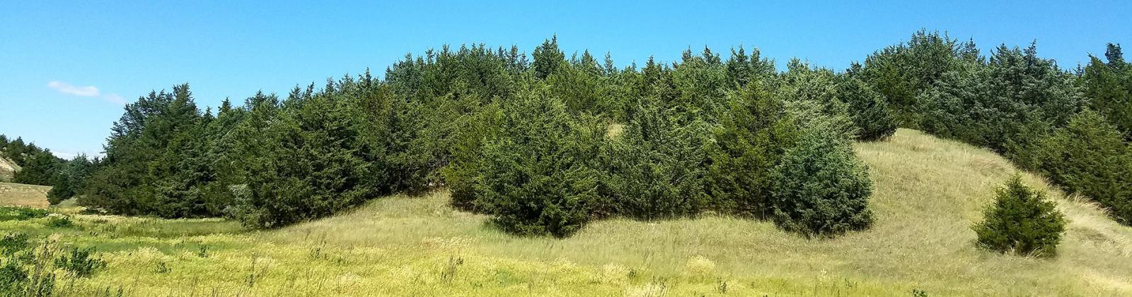 redcedar invasion