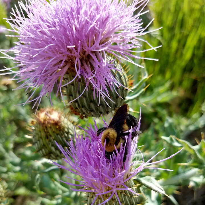 Bee on native thistle