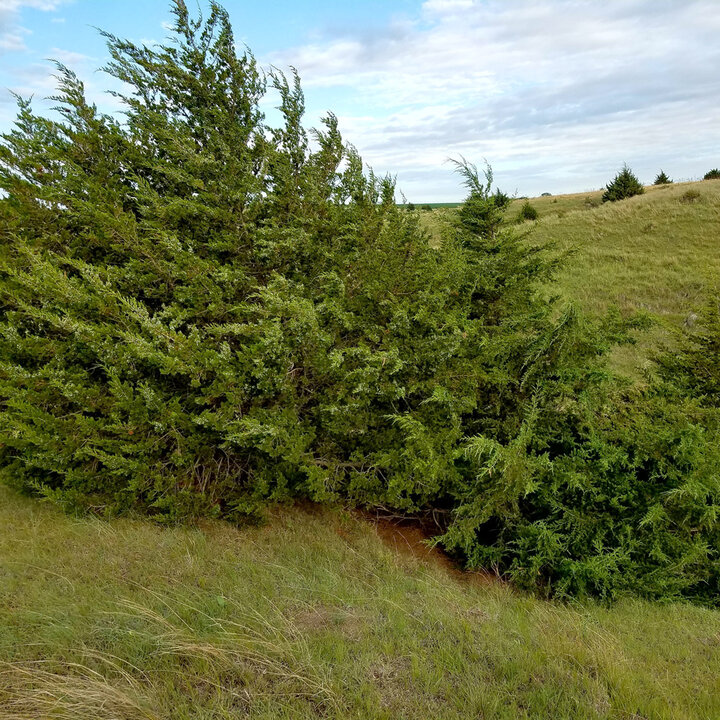 cedar invasion