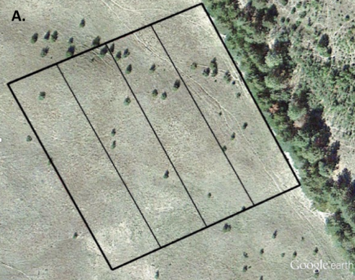 Figure 2. Eastern redcedar spread from a windbreak in the Nebraska Sandhills 